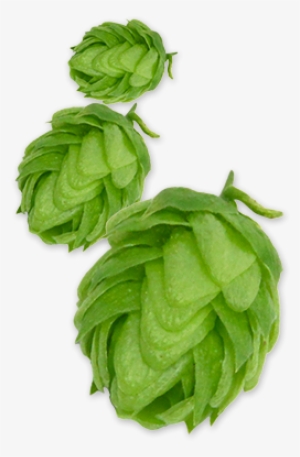 Glacier Hops - Glacier #1297528