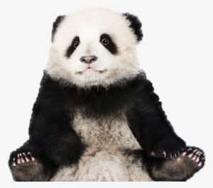 Panda Png Graphic Freeuse Stock - White X6 Vs Panda #1298442