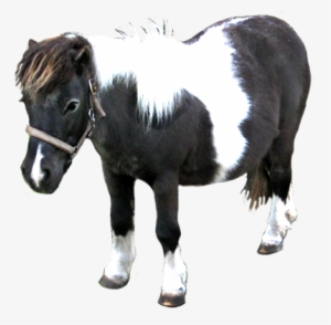 Jpg Library Download Animal Clip Art Bull Cut Out - Portable Network Graphics #1299652