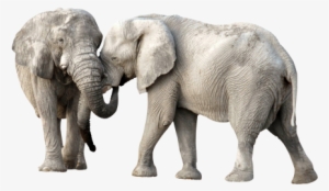 African Elephant Png Transparent Image - Elephant Png #130009