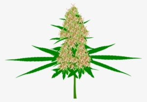 Cannabis Bud Marijuana Hemp Plant Medicine - Cannabis Bud Vector #130058