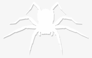 White Spider Web Picture Royalty Free Stock - Insect #130085