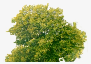 Tree Plan Png - Tree Top Png Free #131092