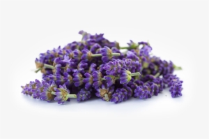 Lavender #131115