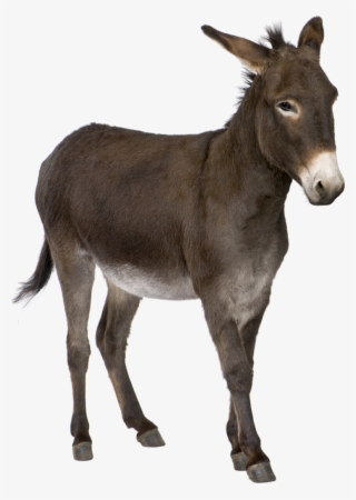 Free Png Donkey Png Images Transparent - Donkey Png #131158