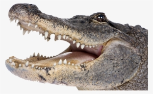 Wikia Visualization Add 2,alligator #131440