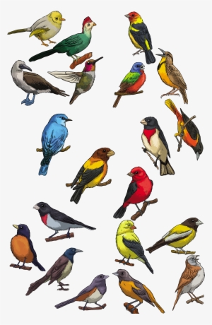 Picture Transparent Library Bird Swallow Shape Ornament - Bird #132160