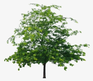 Best Tree Clipart Png - Aspen Tree Png #132587