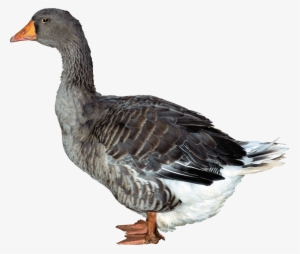 Duck Png #133093