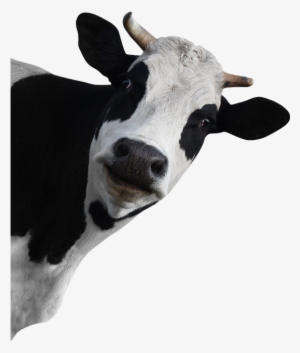 Wallmonkeys Wall Decals Wallmonkeys Cow Peel And Stick #133220