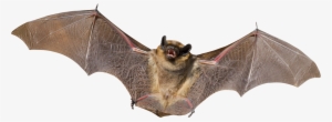Bat Png Images Free Download Vector Free Library - Bat Transparent Background #134365