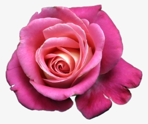 Flower, Rose, Isolated - Bunga Png #134635