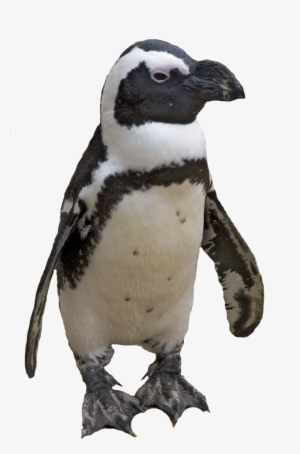 Pinguin Png Hd - Penguin Png #134856