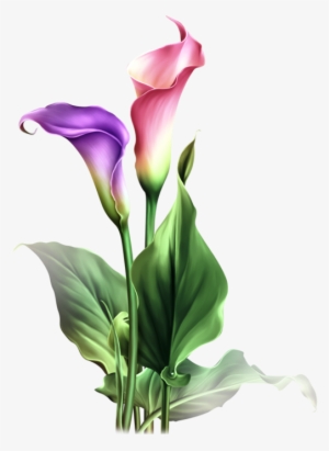 Lily Flower Png Transparent Lily Flower Png Image Free Download Pngkey