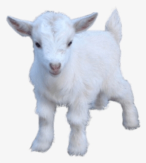 Free Png Goat Png Images Transparent - Baby Goat Png #135729 Free Png Goat Png Images Transparent - Baby Goat Png #135729