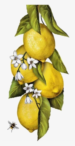 Citrons,fruits - Mary Lake-thompson - Hanging Lemons On A Branch Flour #135803 Citrons,fruits - Mary Lake-thompson - Hanging Lemons On A Branch Flour #135803