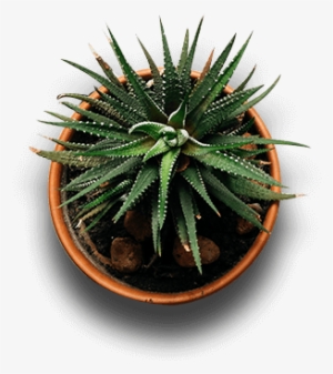 indoor plants top view png