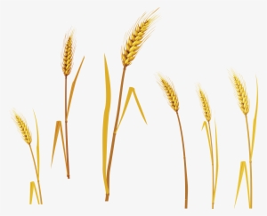 Barley Png #136218