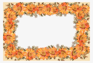Border Orange Flower #136242