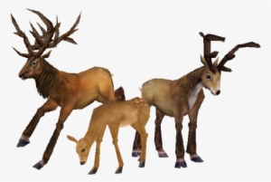 Deer - Wow Deer #136651