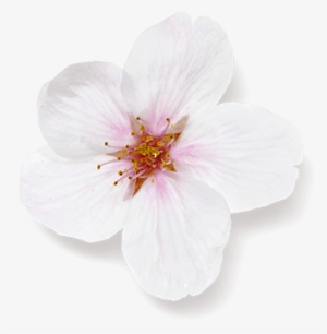 Cherry Blossom - Artificial Flower #136903 Cherry Blossom - Artificial Flower #136903