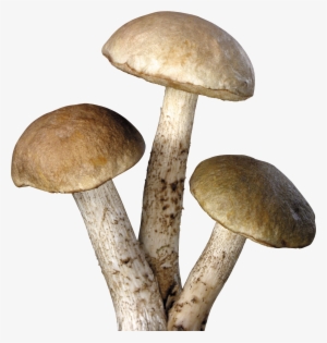 Mushroom Transparent Background #137467