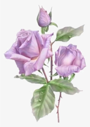 Lavender Colored Roses, Beautiful Painting Flowers, - Congratulations For 10th Exam #137625