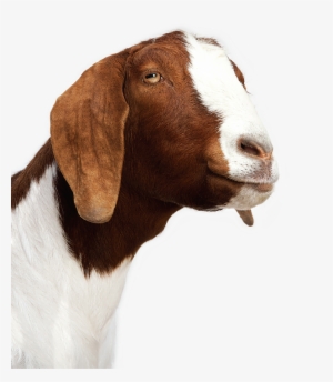 Baby Goat Png Png Freeuse - Splat Splat Splat Overlord #137902