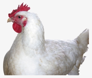 Chicken Png Image - Chicken Png #138285