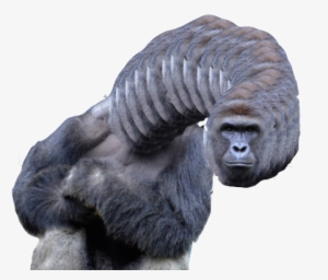 Harambe Png Graphic Free - Harambe Gorilla Collection: Harambe The Gorilla / Dicks #138328 Harambe Png Graphic Free - Harambe Gorilla Collection: Harambe The Gorilla / Dicks #138328
