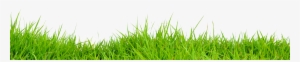 Grass - กอ หญ้า Png #138516 Grass - กอ หญ้า Png #138516