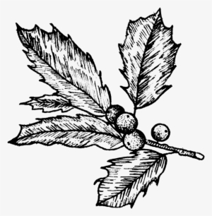 Holly - Holly - Holly - Mistletoe Tattoo #139092