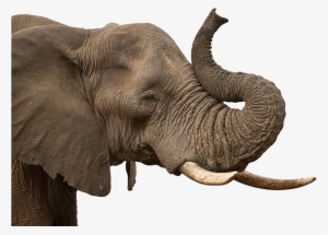 Elephant Trunk - Elephant Png Transparent Background #139111