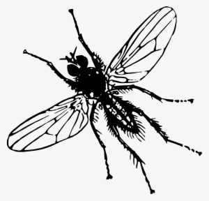 This Free Icons Png Design Of Root Fly #139130