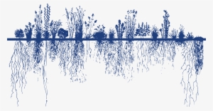 Roeslein Alternative Energy - Root System #139457