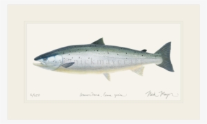 Wild Salmon Png - Painting Of A Salmon #139579