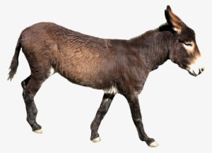 Donkey Transparent #139860