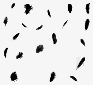 Black Feathers Png #1300189