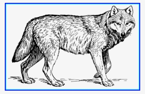Awesome Black And White Feather Png Cute - Wolf Animal Coloring Pages #1300349