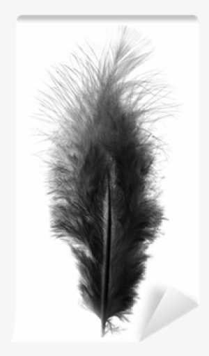 Black Feather On A White Background Wall Mural • Pixers® - White #1300711