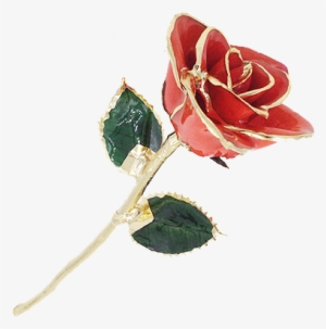 Garden Roses #1300753