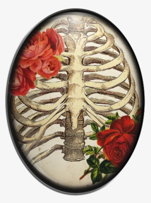 Rib Cage Drawing #1301244