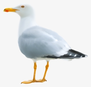 Seagull Png #1302143 Seagull Png #1302143