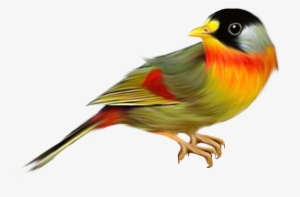 Best Free Birds In Png #1302228 Best Free Birds In Png #1302228