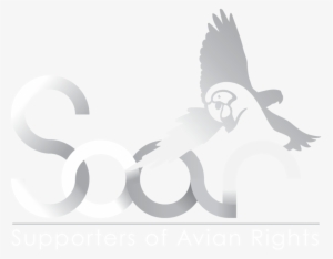 Beak Clipart Beak Bird Of Prey - Cartoon #1302278