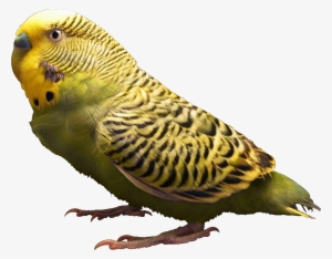 File - Zebrahighres - Body Parts Of Parrot #1302434