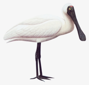 Royal Spoonbill 77cm - Spoonbill #1302632 Royal Spoonbill 77cm - Spoonbill #1302632