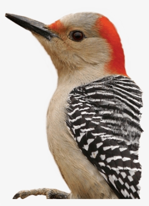 Woodpecker Png - Red Bellied Woodpecker Transparent #1302664