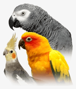 Parrot - Parrot Bird #1302692