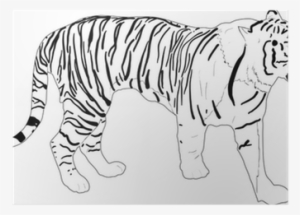 Stripped Tiger Silhouette Isolated On White Poster - Tiger #1303217